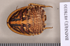 Euzosteria subverrucosa (White, 1841): Lectotype, juvenile, dorsal. BMNH(E)#878030. (Otu).