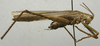 CollectionObject 1535055; ef16bb8e-242c-450f-8210-a9c2d4bfe98c: male, lateral view (holotype). (CollectionObject).