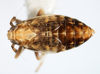 Habitus, dorsal view: !! display not done !! on Peregrinus maidis (Ashmead, 1890): (Observation).