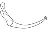 Stylus on Coarctana oricula Domahovski & Cavichioli, 2023: Male holotype [DZUP]: style, lateral view. (Observation).