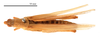 CollectionObject 1538204; 6c0f6d85-ac97-4014-bba9-b25074ac69f8: female, dorsal view (holotype). (CollectionObject).
