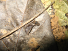 CollectionObject 1594844; 24145951-8652-4035-b6fb-52461a306081: Reproduced with author's permission. An adult specimen in natural habitat, leaf-litter in Taman Negara NP. (CollectionObject).