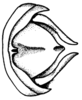 Leiotettix politus Rehn, 1913: Fig. 46. male epiproct and cerci, dorsal view. (Otu).