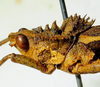 CollectionObject 1498820; e2d41211-d613-4a90-943b-3f673d1cf712: 2012. male, head and pronotum, lateral view. (CollectionObject).