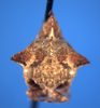 Telamonanthe Baker, 1907: _Telamonanthe pulchella_. (Otu).