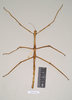 CollectionObject 1558653; NHMUK(SF IMPORT DUPLICATE) 845051', b637fcc0-4cf3-443b-84e6-220da1705735: copyright Natural History Museum, London. female (paralectotype). (CollectionObject).