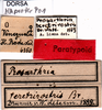 CollectionObject 1507130; e7bc0895-49b9-478e-a0a8-e00074003770: labels (paralectotype). (CollectionObject).