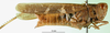 CollectionObject 1575300; a1021366-b37d-40b7-9840-e167a836eb5a: female, lateral view (syntype of Gomphocerus (Epacromia) socius). (CollectionObject).