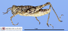 CollectionObject 1513406; 2ea6ab22-2a9a-4435-b916-460c49243181, MLP3439/1: male, lateral view (paratype). (CollectionObject).