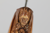 CollectionObject 1505885; e09d9024-f103-42e3-819c-517dfd55be31: female, anterior view (holotype). (CollectionObject).