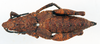 CollectionObject 1518417; 110e9f96-7cc0-41a7-a195-682291ec7dad: female, dorsal view (holotype). (CollectionObject).