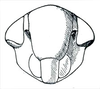 Head: Thamnotettix confinis, face. (Observation).