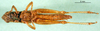 CollectionObject 1570402; 5ace6ed2-b644-4481-a2a1-3fd996af8f03: female, ventral view (paratype of P. stenopterum). (CollectionObject).