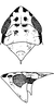 Head on Capoideus cuprescens (Naudé, 1926): Head, pro-, and mesothorax. (Observation).
