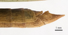 CollectionObject 1538226; 8d7447ef-b199-493a-be99-263e26e8e916: male tip of abdomen, lateral view (holotype). (CollectionObject).