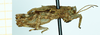 CollectionObject 1592103; 77abd781-428e-4687-90e9-39d5e195a420: female, lateral view. (CollectionObject).