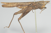CollectionObject 1516352; 4b2c86d3-cd63-4e68-87cf-c3933ecd1a2d: female, lateral view. (CollectionObject).