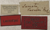 CollectionObject 1535042; eba9ef2d-80d0-4c3f-ba1a-b6582fdc43ad: female label (lectotype). (CollectionObject).