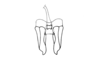 Peplacris recutita Rehn, 1942: Fig. 119. spermatheca duct. (Otu).
