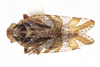 Habitus, dorsal view on Cixius (Pseudocixius) bandarus (Caldwell, 1950): (Observation).