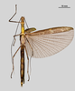 CollectionObject 1582172; MZSP MZSP 175, 5cbc6a58-0847-4f50-af37-453a0b9a5120: copyright MZSP. female, ventral view. (CollectionObject).