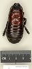 CollectionObject 1573017; 825fe342-1d39-4738-8039-477d3f46b333: Copyright Natural History Museum, London. Non-type (adult male) in BM(NH). Dorsal view. (CollectionObject).