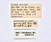 CollectionObject 1584348; CC ANIC Database No. 15 000074, 35145325-2a22-4ba4-8890-38ac04956134: copyright CSIRO, Canberra. male: data labels (holotype). (CollectionObject).