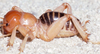 CollectionObject 2802885; acb38a27-2b2e-4a70-aeeb-fb22db6a2836, CAS Entomology type 20116: (CollectionObject).