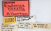 Other on Eudonica nanella Albertson, 2005: (Observation).