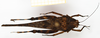 CollectionObject 1583822; d2c07bd1-238f-4644-84fe-dee48411da62: female, dorsal view. (CollectionObject).