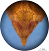 CollectionObject 1538317; e1520398-6d14-49f1-903d-fd41f22dd68a: male, epiproct, holotype. (CollectionObject).