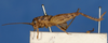 female, lateral view (holotype). Depicts CollectionObject 1567669; 8d1b89e7-8188-4d45-b52e-c883039c73fa, a CollectionObject.
