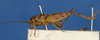 CollectionObject 1567669; 8d1b89e7-8188-4d45-b52e-c883039c73fa: female, lateral view (holotype). (CollectionObject).