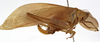 CollectionObject 1529780; 54d9f6c1-35b8-4a9f-bbd4-829139cdfc08: female, lateral view (holotype). (CollectionObject).