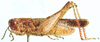 Dnopherula callosa Karsch, 1896: male, lateral view. (Otu).