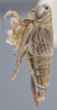 Habitus, lateral view on Athysanella (Amphipyga) acuticauda Baker, 1898: Lateral. (Observation).