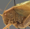 CollectionObject 1505826; 46aae46f-8650-4ca8-9029-155fc2717a03: male head and pronotum, lateral view (holotype of Amblycorypha tepaneca). (CollectionObject).
