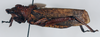 Dictyophorus (Tapesiella) griseus griseus (Reiche & Fairmaire, 1849): male, lateral view (syntype of Tapesia aethiopicus). (Otu).