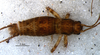 CollectionObject 1527841; 01c0737f-5844-48b8-a9a5-66eadbd7137d: male habitus (holotype). (CollectionObject).