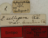 CollectionObject 1535210; 39ae5b37-f54f-4a6e-9ef5-258c15636ab3: labels (syntype). (CollectionObject).