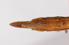 CollectionObject 1560182; c402b55a-31b7-4bdc-802a-1682b5531fe9: copyright ZMB, Berlin. female: end of abdomen, ventral view (paratype). (CollectionObject).;CollectionObject 1560183; c41a5ffd-ed43-4f7b-9cd3-0258f3494ac7: copyright ZMB, Berlin. female: end of abdomen, ventral view (paratype). (CollectionObject).