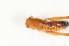 CollectionObject 1475074; 9ab5ff0e-bb65-4496-b256-1ca1dca28b90: male, dorsal view (holotype). (CollectionObject).