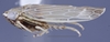 Habitus, lateral view: (Observation).