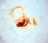 CollectionObject 1552882; 6a9cbec0-743e-49ff-a2b3-00d3937dfd9f: Image taken by Heidi Hopkins. (CollectionObject).