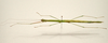 Phantasca ruboligata Hennemann, Conle, Bellanger, Lelong & Jourdan, 2018: copyright MNHN, Paris. female, dorsal view (paratype). (Otu).