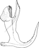 Aedeagus, lateral view: !! display not done !! on Thaia (Thaia) albida Dworakowska, 1980: Aedeagus, lateral view. (Observation).