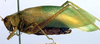 Caedicia mesochides Rentz, 1988: female (paratype). (Otu).