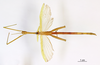 CollectionObject 1587028; d81b3c08-898b-49fd-95d0-fbf545015853: copyright MNHN, Paris. male of synonym Diura discolor (syntype). (CollectionObject).;CollectionObject 1587029; 4b5d035b-c2ac-49c1-97cf-8f27961cbd2b: copyright MNHN, Paris. male of synonym Diura discolor (syntype). (CollectionObject).