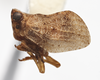 Habitus, lateral view on Aztecus mexicanus (Kirkaldy, 1909): (Observation).
