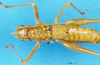 CollectionObject 1505023; 8afd849e-c990-47dc-8ab8-b4789f4b8a2b, DORSA D17TF01: female head and pronotum, dorsal view (holotype). (CollectionObject).